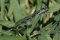 Coenagrion pulchellum immature female-190303